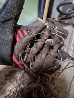 北海道産行者にんにく大苗１０本のサムネイル