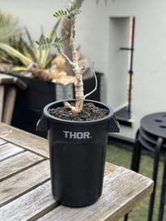 センナメリディオナス　塊根植物 THOR鉢 センナメリディオナス 塊根植物 THOR鉢 - メルカリ