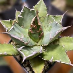 アガベ ジャガーノート✖︎FO-076 ハイブリッド まん丸 | Shop at