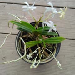 富貴蘭 フウキラン 鉢植え - メルカリ