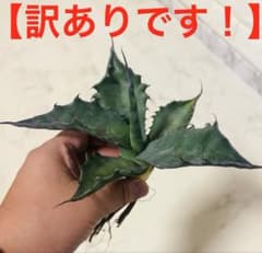 し*ち様 アガベ オバティフォリア系 エメラルドジャイアント 屋外育成 希少株のサムネイル