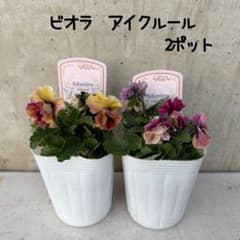 ビオラ アイクルール 2ポットセット ④ - メルカリ
