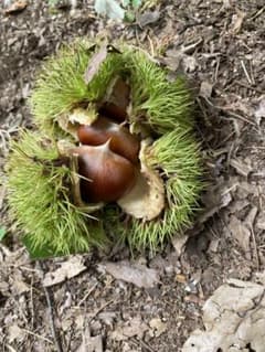 新鮮な栗 栃木県産　約1.5kgのサムネイル