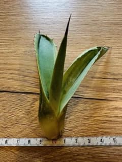 アガベ　オバティフォリア　オルカ　カキコ　縦割りのサムネイル
