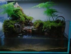 山岳 アクアテラリウム 完成品 - メルカリ