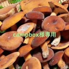チチタケ　信州産　campbox様 チチタケ 信州産 campbox様 - メルカリ
