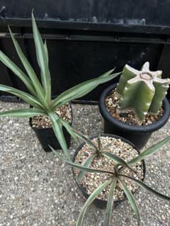 ユッカ グロリオサ エルミラ 斑入り 柱サボテン ドライガーデン - メルカリ