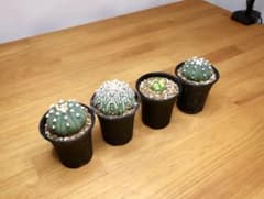 兜錦　台木　亀甲兜　アストロフィツム　サボテン アストロフィツム スーパー兜錦（接ぎ木） | hanayoshi-botanical