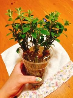 15本♡抜き苗【ふさふさ発根♡】アメリカンブルー　苗　エボルブルス　青のサムネイル