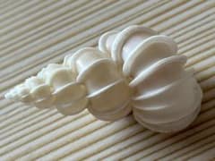 美品 オオイトカケ（イトカケガイ科)5.5cm - メルカリ