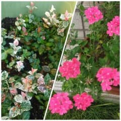 ハツユキカズラと花てまりの抜き苗のサムネイル
