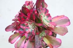 アエオニウム・銅花順錦 - メルカリ
