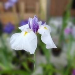 今日開花！花菖蒲「千代の春」5号鉢花茎1本 NO375のサムネイル