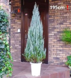 m62468620982_1.jpg?1735303511