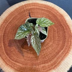 m62478110101_1.jpg?1714705293