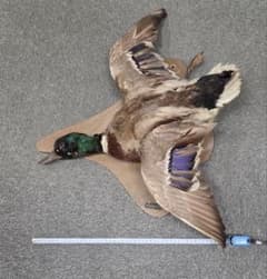 リアル剥製（本物）マガモ／カモ 剥製 木製台座付き リアル剥製（本物）マガモ／カモ 剥製 木製台座付き - メルカリ