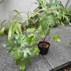 イチジク アーチペル苗木　Gのサムネイル