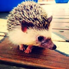 aimi様専用♥️ビッツ  スタイ  帽子  セットのサムネイル