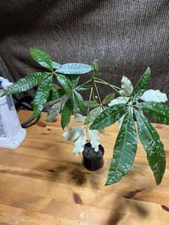 パキラ 実生ミルキーウェイ 斑入り 観葉植物のサムネイル