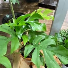 専用　鉢ごと発送 ヒメモンステラ 姫モンステラ 苗 4号 観葉植物 モンステラのサムネイル
