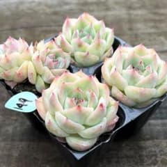 NEW❗️149多肉植物 エケベリア ピンククリスタルローズ 抜き苗 4苗