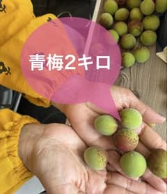 【無農薬】青梅2キロのサムネイル