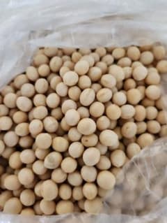 大豆 ユキホマレ 令和7年 北海道十勝産 10kg - メルカリ