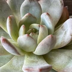 スターマーク 抜き苗 多肉植物のサムネイル