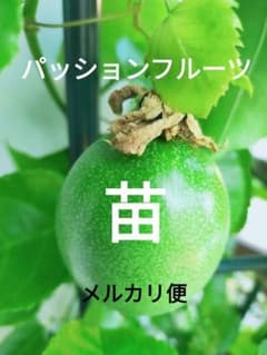 パッションフルーツ　１苗のサムネイル