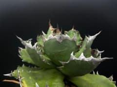 アガベ チタノタ No.1 mini 【多肉植物】のサムネイル