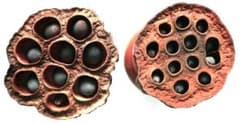 古代ハス（大賀ハス）の種のサムネイル
