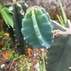サボテン 鬼面角 沖縄育ちのサムネイル