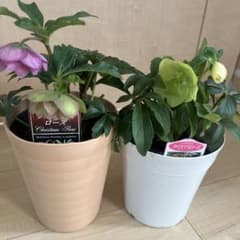 クリスマスローズ 5号鉢 2鉢セット メルカリ便発送 - メルカリ