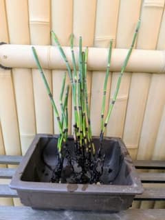 トクサ 抜き苗 10本（10本以上） 観葉植物 庭植え 水生植物のサムネイル