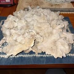 クリーム色 サンゴ置物 大　値下げしました❗️ 3,300円→2,950円のサムネイル