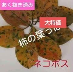 メダカ越冬用　柿の葉っぱ　あく抜き済みのサムネイル
