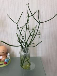 ミルクブッシュ　観葉植物　育てやすい！　おまけ付き！のサムネイル