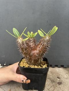 パキポディウム 伊藤ハイブリットのサムネイル