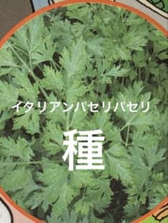 プレッツェーモロ（イタリアンパセリ）のサムネイル