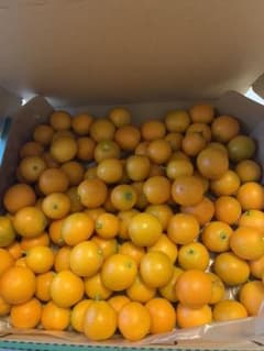 キンカン 無農薬のサムネイル