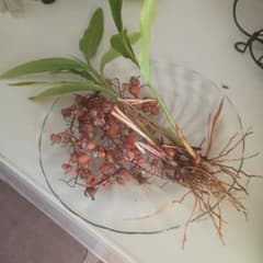 38　月桃苗２株　種セットのサムネイル
