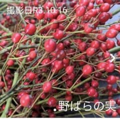 野ばらの実　長さいろいろ　100本　R3.10.16採取のサムネイル