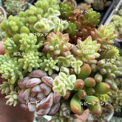 多肉植物カット苗♡小さ〜い多肉たち♡ルービン ルビーティント レッド