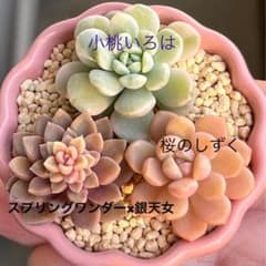 多肉植物 小桃いろは等カット苗セット①❤️ - メルカリ
