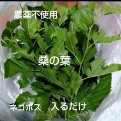 桑の葉 枝付き ネコポスいっぱい 農薬不使用 - メルカリ