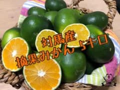 対馬直送 摘果みかん 5キロ ④のサムネイル