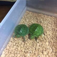 みずきさま専用のサムネイル