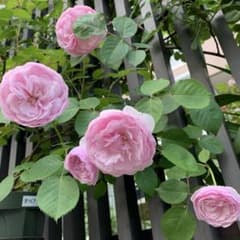 ネコポス便（72）バラ苗 バラ挿し木苗 美しい 強健種 ER 初心者様にも