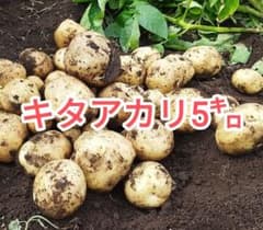キタアカリ 5キロ　大中小ミックス　土付きのサムネイル