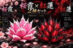 【2種セット】桜霞×紅蓮 アガベ チタノタ風 カラーフィギュア ハンドメイドのサムネイル